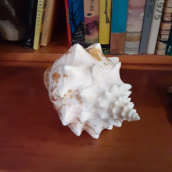 Rare Queen Conch Shell 9in - Picture 6 of 10
